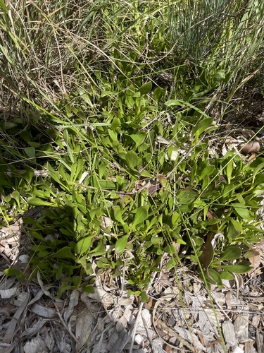 Scaevola repens, 2026-09-07