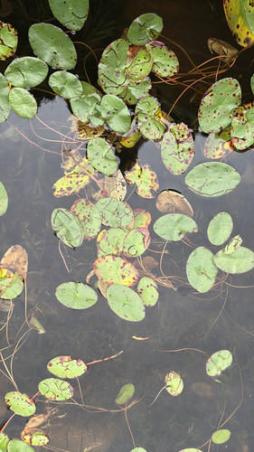 Watershield