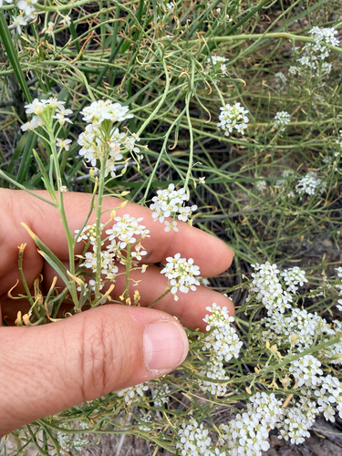 Mesa Pepperwort