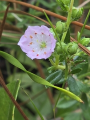 Kalmia hirsuta, photograph author not stated, no rights reserved