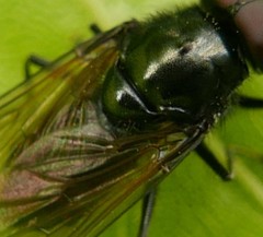 Cheilosia albitarsis