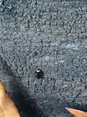 Amblyomma americanum