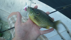 Lepomis gibbosus × cyanellus