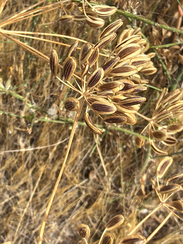 Lomatium nudicaule