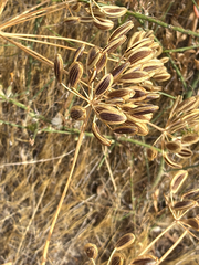 Lomatium nudicaule