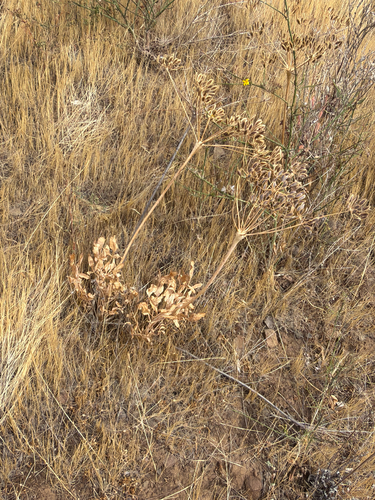 Lomatium nudicaule, photograph 3