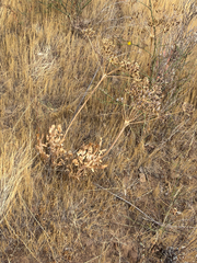 Lomatium nudicaule, photograph (c) Aaron Liston, some rights reserved (CC BY)