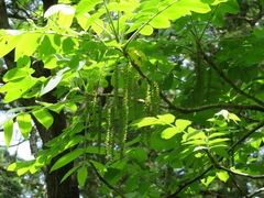 Juglans ailantifolia