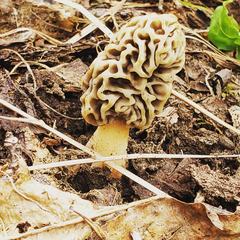 Morchella esculenta