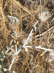 Cirsium undulatum, photograph (c) Aaron Liston, some rights reserved (CC BY)