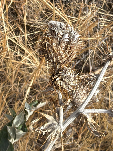 Cirsium undulatum