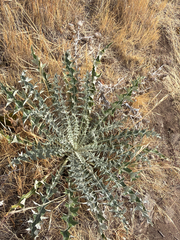 Cirsium undulatum, photograph (c) Aaron Liston, some rights reserved (CC BY)