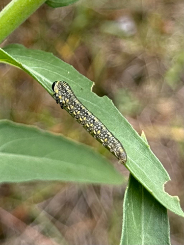 Introduced Pine Sawfly
