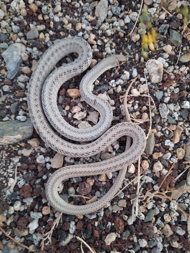 iNaturalist observation photo of Western Patch-nosed Snake