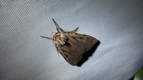 Northern Variable Dart (Xestia badicollis)