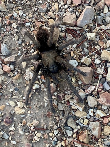 iNaturalist observation photo of Steindachner's Ebony Tarantula