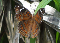 Junonia natalica