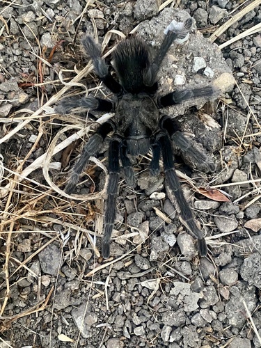 iNaturalist observation photo of Steindachner's Ebony Tarantula