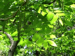 Juglans ailantifolia