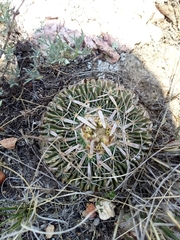 Echinofossulocactus phyllacanthus