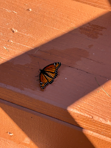 Viceroy