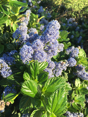 Ceanothus