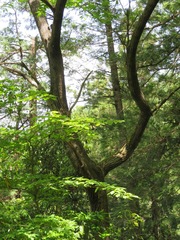 Juglans ailantifolia