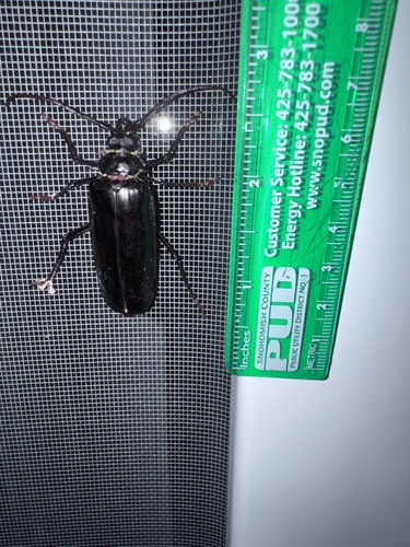 Palo Verde Root Borer