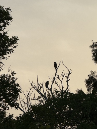 Great Horned Owl