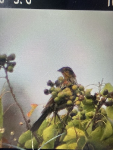 Red-winged Blackbird