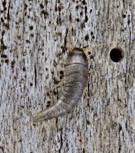 Silverfish
