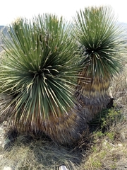 Dasylirion acrotrichum