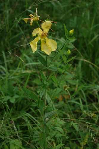 Hypericum ascyron, photograph 3