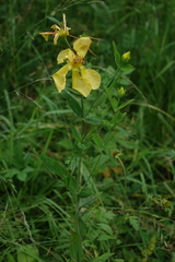 Hypericum ascyron, photograph (c) Oleg Kosterin, some rights reserved (CC BY)