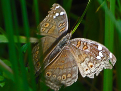 Junonia natalica