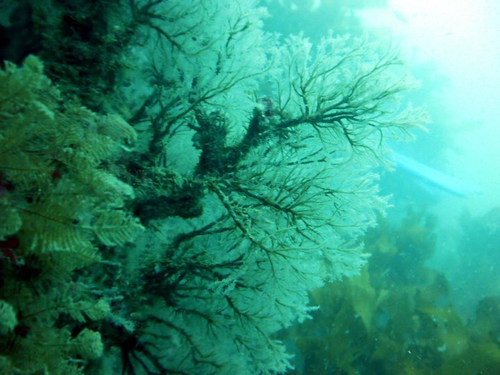 Solanderia ericopsis
