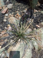 Dasylirion acrotrichum