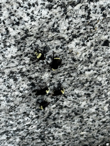 iNaturalist observation photo of Yellow-faced Bumble Bee