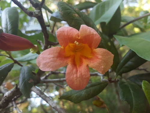 Bignonia capreolata image