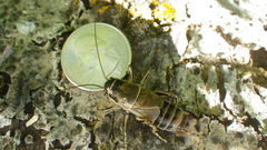 Cyphoderris monstrosa