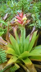 Guzmania megastachya