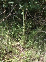 Platanthera cooperi