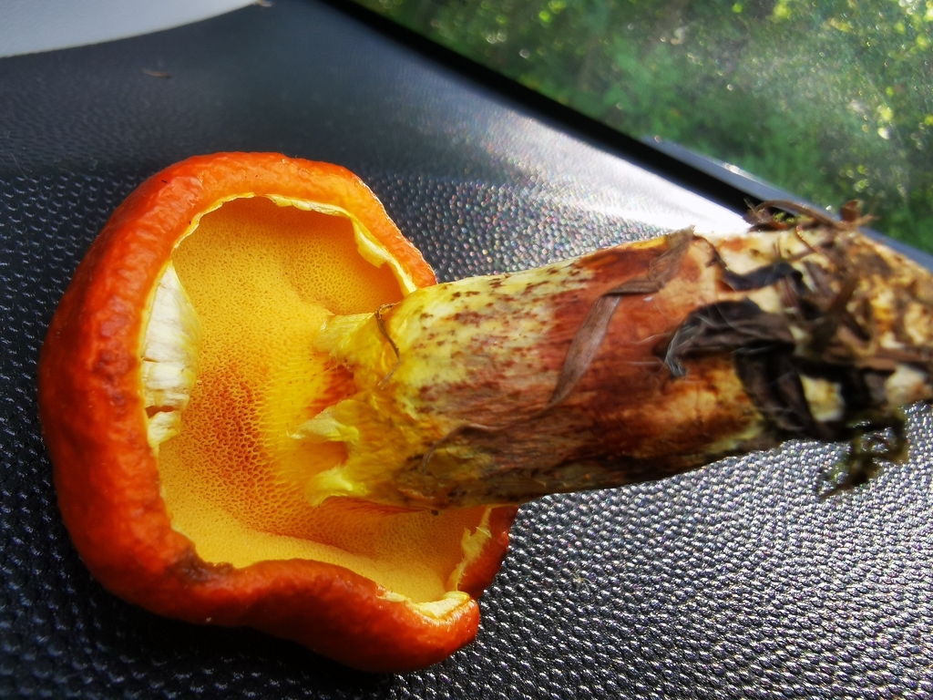 Painted Suillus · September 2026 · photo: Photo: (c) Alexis Williams, some rights reserved (CC BY) · iNaturalist