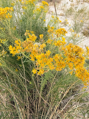 Southern Goldenbush