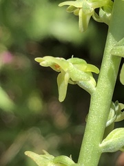 Platanthera cooperi