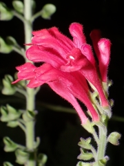 Scutellaria multiflora