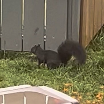 Eastern Gray Squirrel
