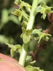 Platanthera cooperi