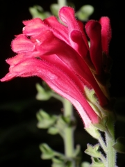 Scutellaria multiflora