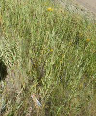 Helianthus nuttallii, photograph (c) Spencer Hurt, some rights reserved (CC BY)